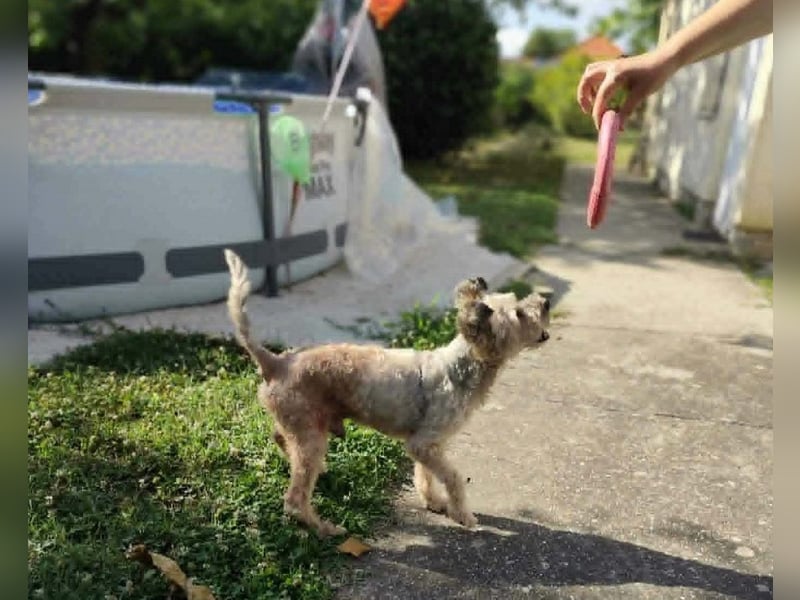 Maci sucht ein Zuhause