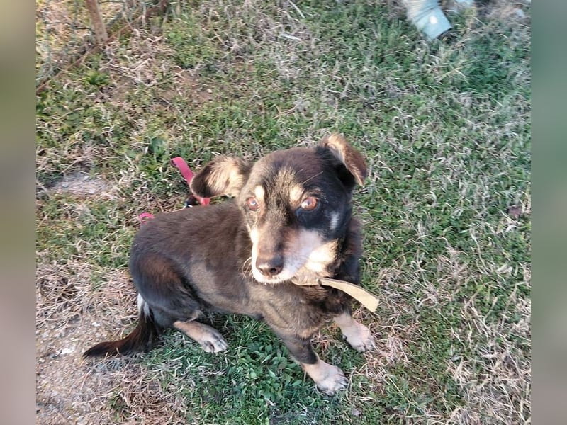 Mogyoró sucht ein Zuhause