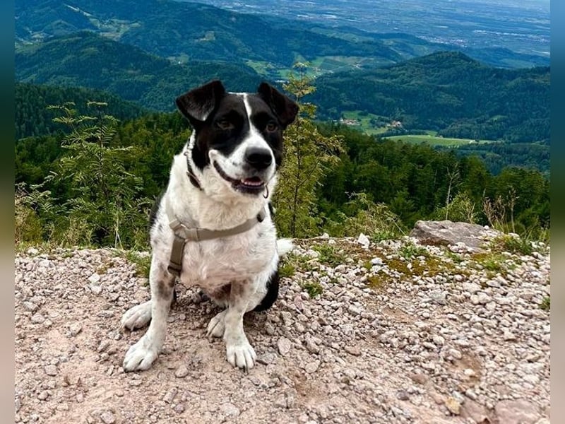 Szuki wartet auf eine zweite Chance