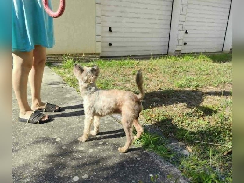 Maci sucht ein Zuhause