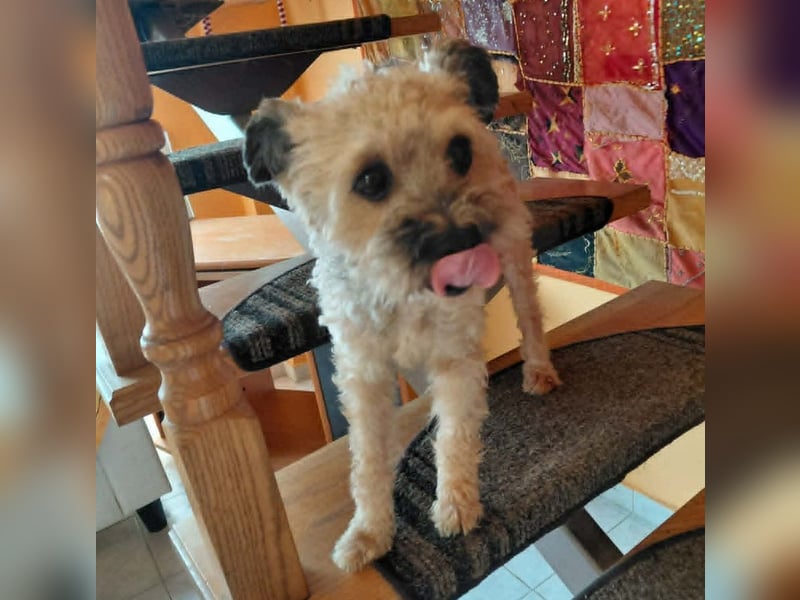 Maci sucht ein Zuhause