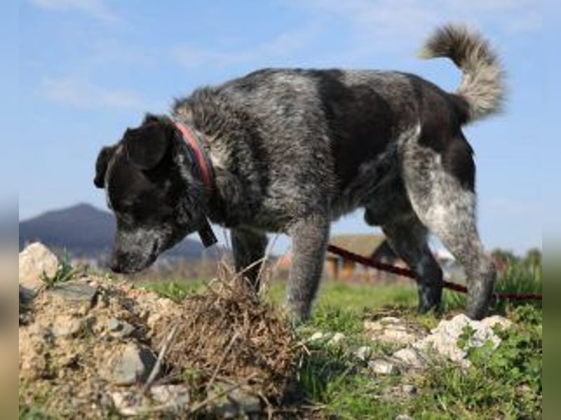 Bruno