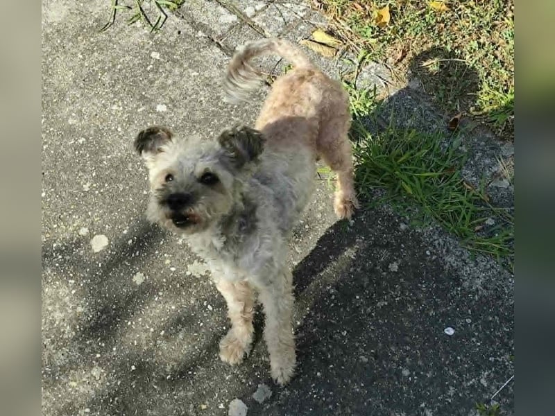Maci sucht ein Zuhause