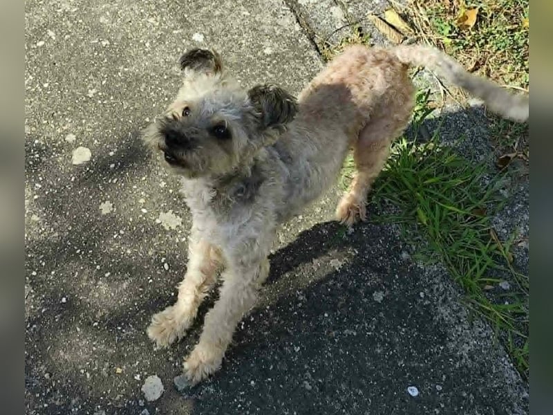 Maci sucht ein Zuhause