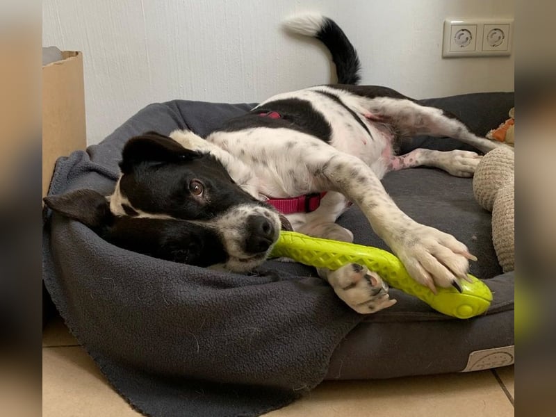 Szuki wartet auf eine zweite Chance