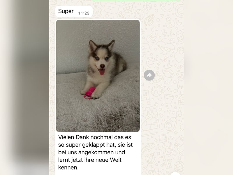 Pomsky Welpen ca 34 cm Schoko Klee Kai Husky