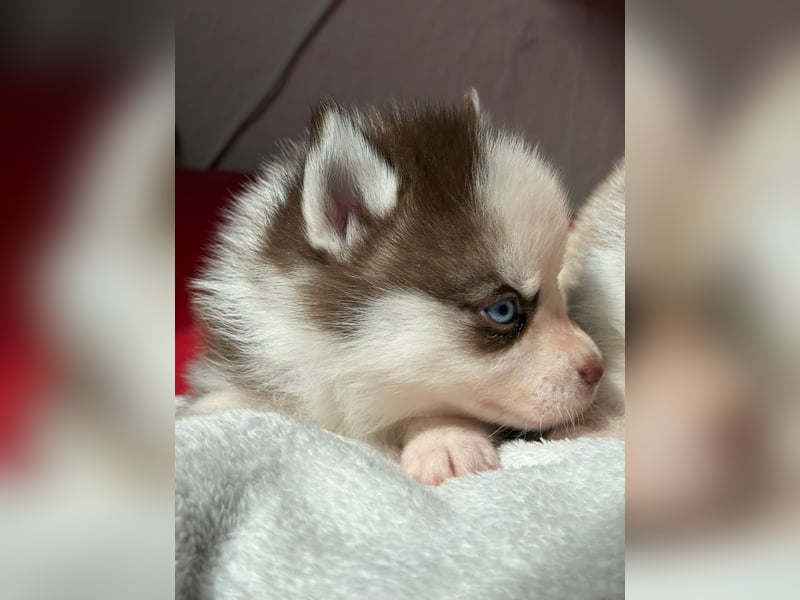 Wunderschöne Pomsky Welpen