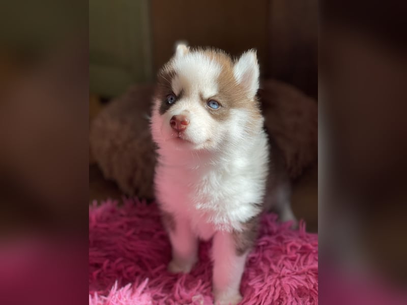 Wunderschöne Pomsky Welpen