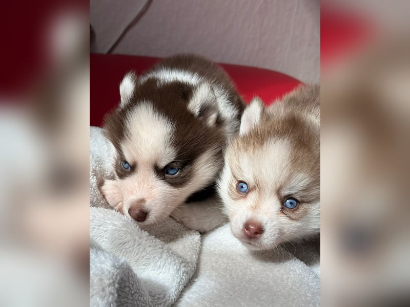 Wunderschöne Pomsky Welpen