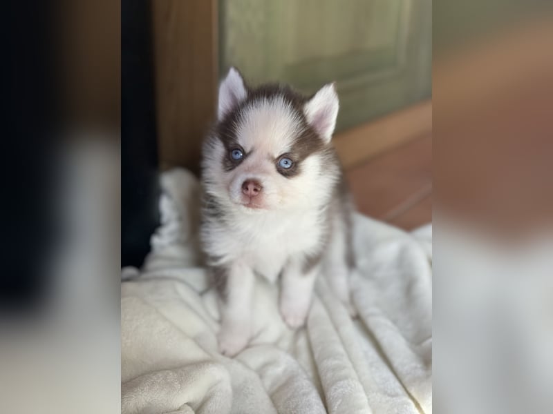 Wunderschöne Pomsky Welpen
