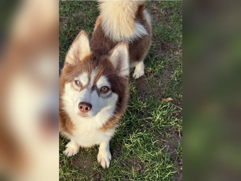 Pomsky Welpen ca 34 cm Schoko Klee Kai Husky