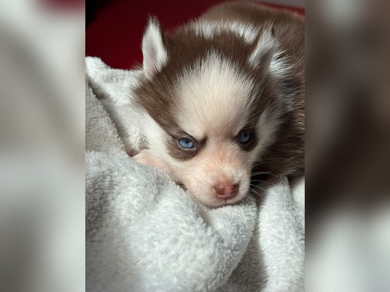 Wunderschöne Pomsky Welpen