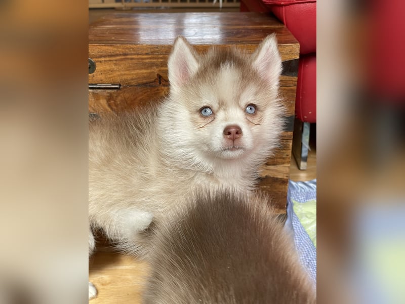 Pomsky Welpen ca 34 cm Schoko Klee Kai Husky