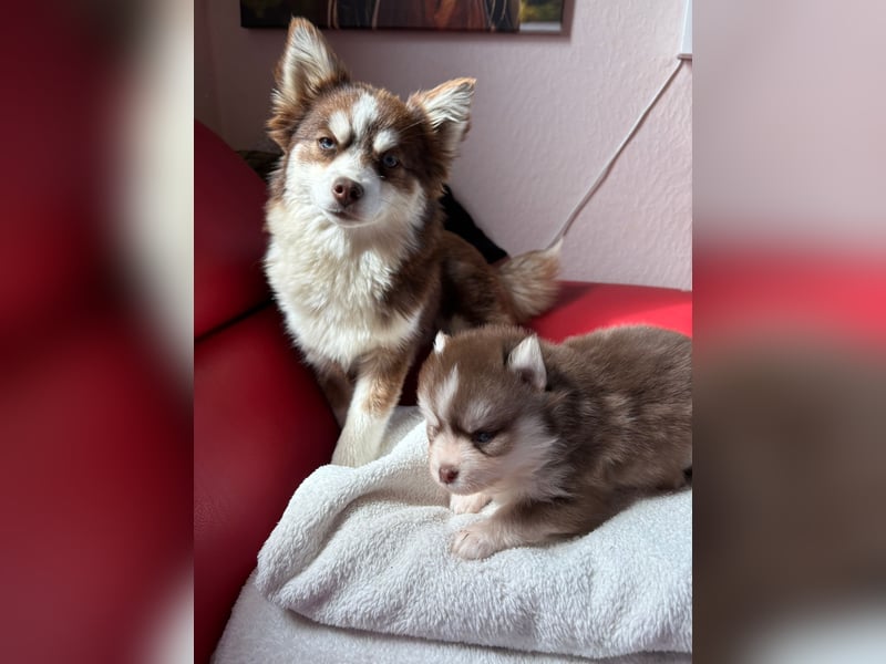 Wunderschöne Pomsky Welpen