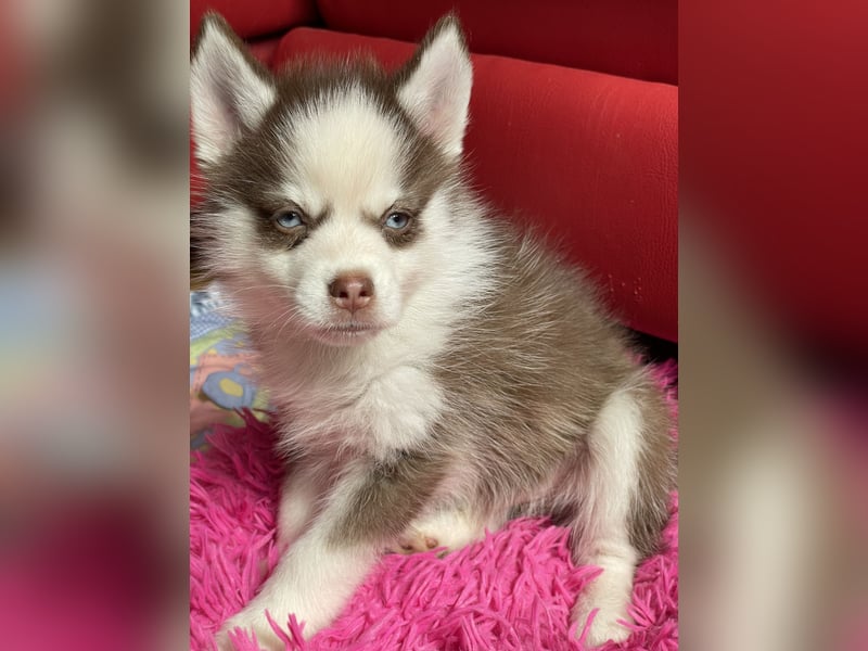 Pomsky Welpen ca 34 cm Schoko Klee Kai Husky