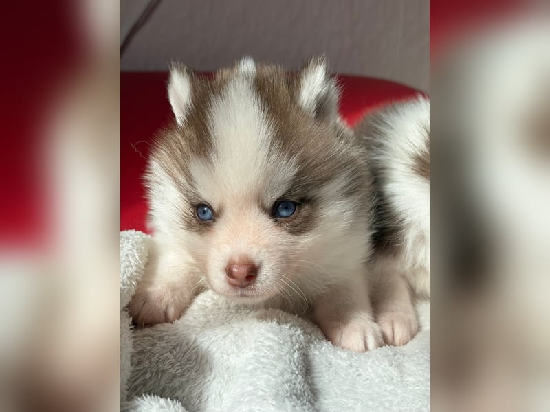 Wunderschöne Pomsky Welpen