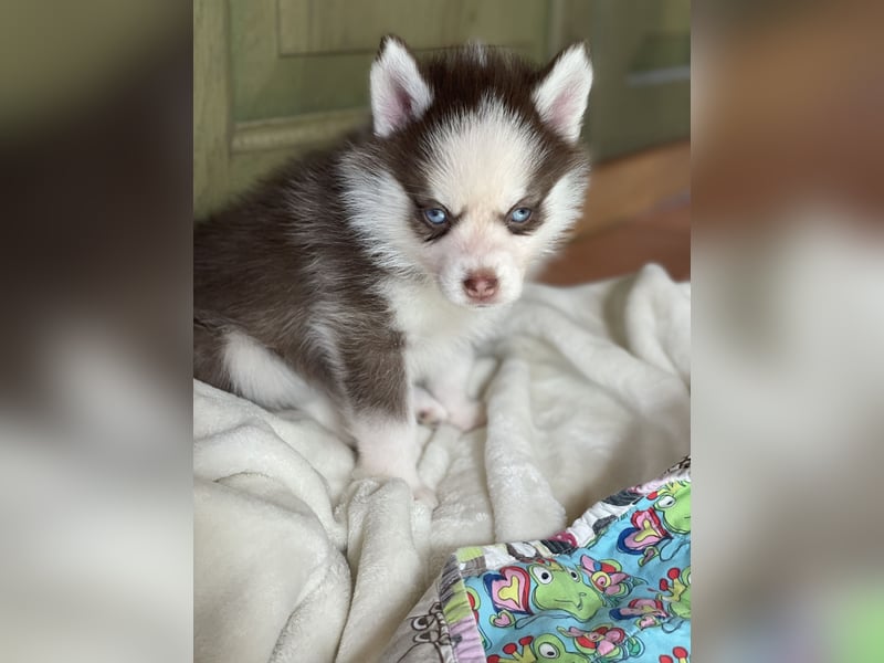 Wunderschöne Pomsky Welpen