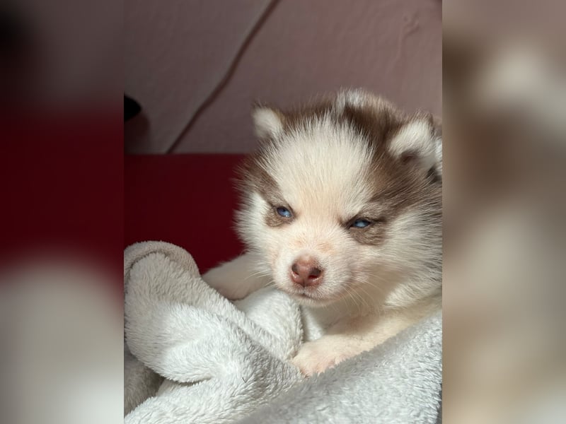 Wunderschöne Pomsky Welpen