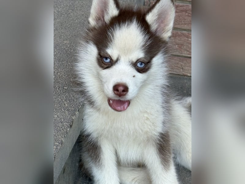 Pomsky Welpen ca 34 cm Schoko Klee Kai Husky
