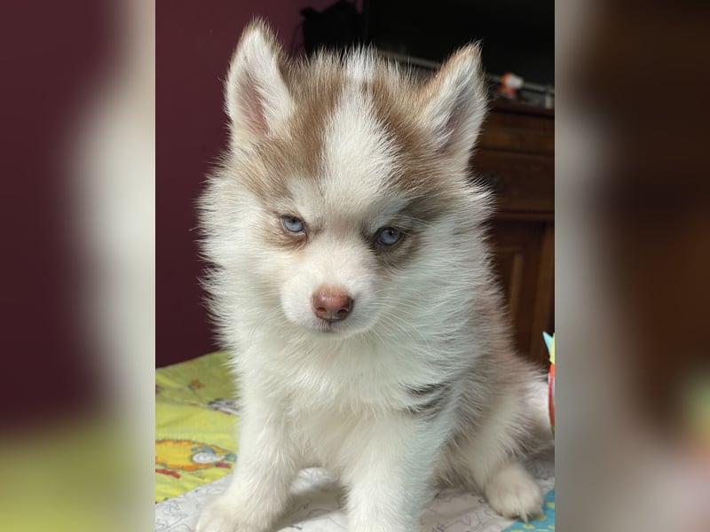 Pomsky Welpen ca 34 cm Schoko Klee Kai Husky