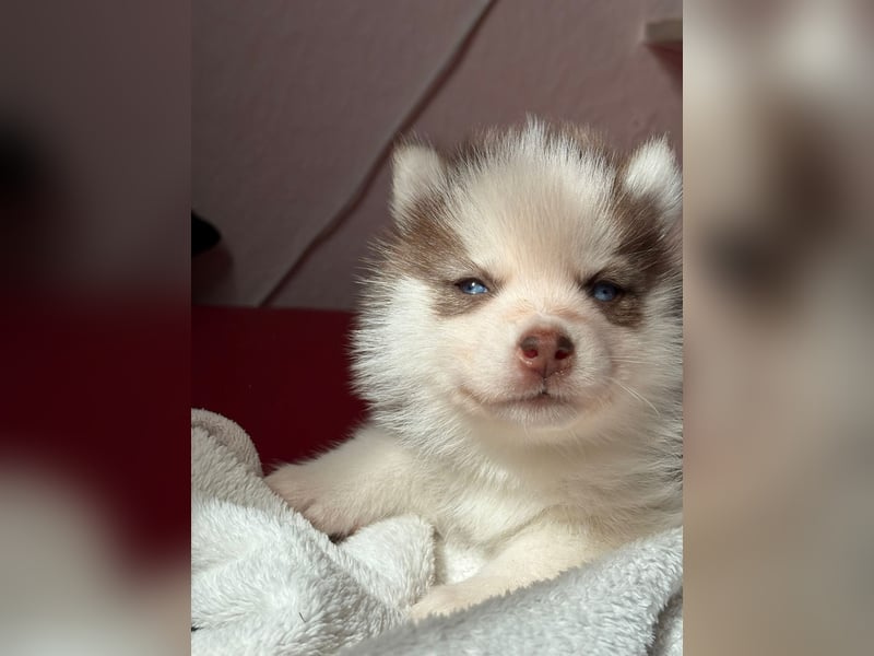 Wunderschöne Pomsky Welpen