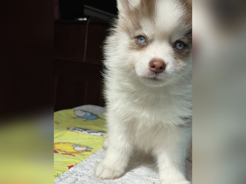 Pomsky Welpen ca 34 cm Schoko Klee Kai Husky