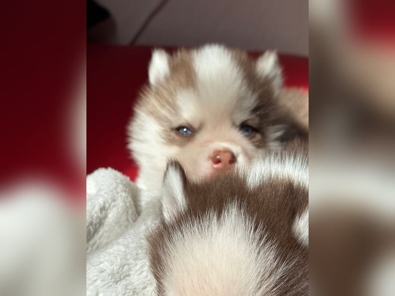 Wunderschöne Pomsky Welpen