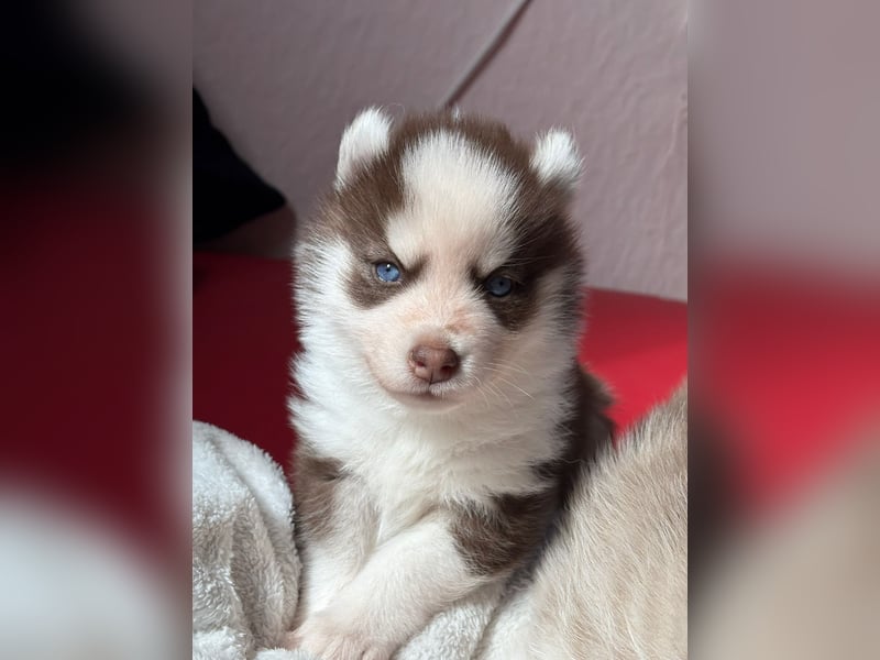 Wunderschöne Pomsky Welpen