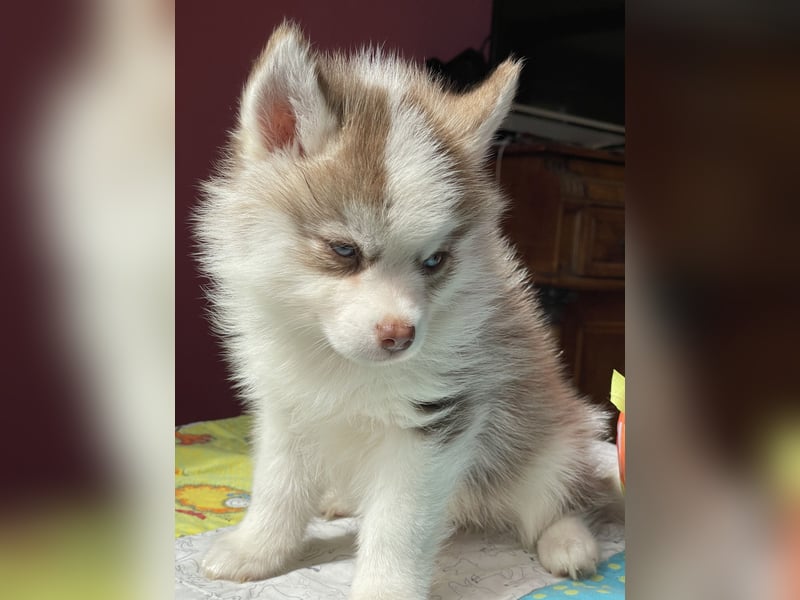 Pomsky Welpen ca 34 cm Schoko Klee Kai Husky