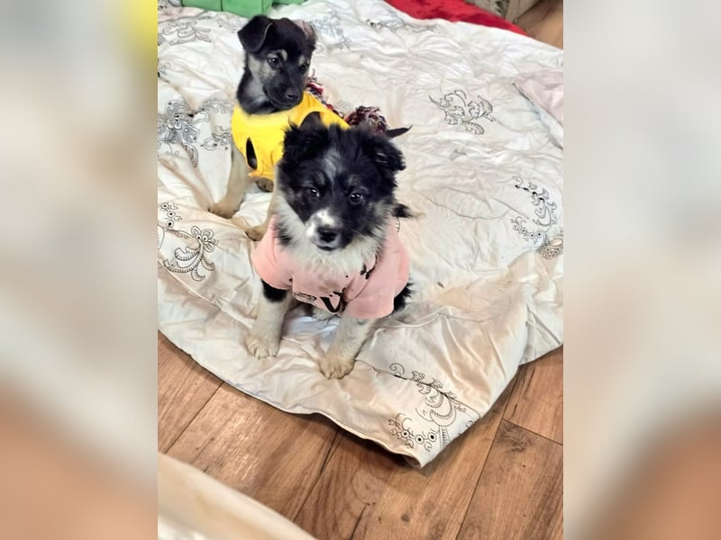 Frieda- sucht ihre Familie für immer!