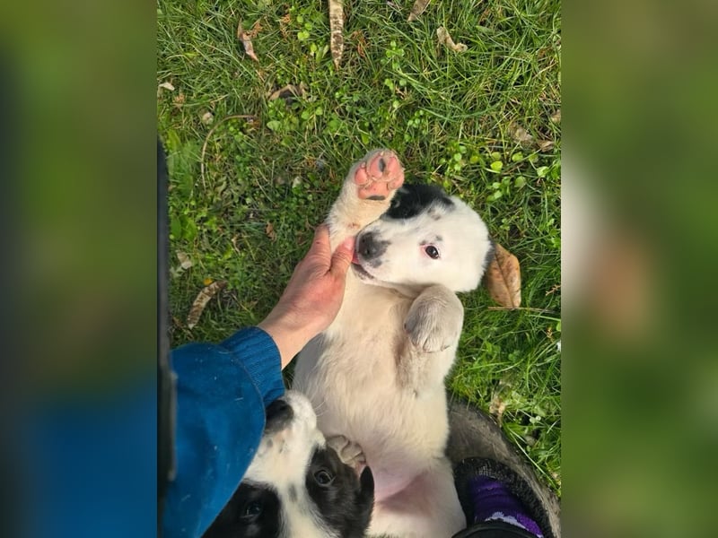 Yeti- wunderschöner Rüde sucht seine Familie für immer