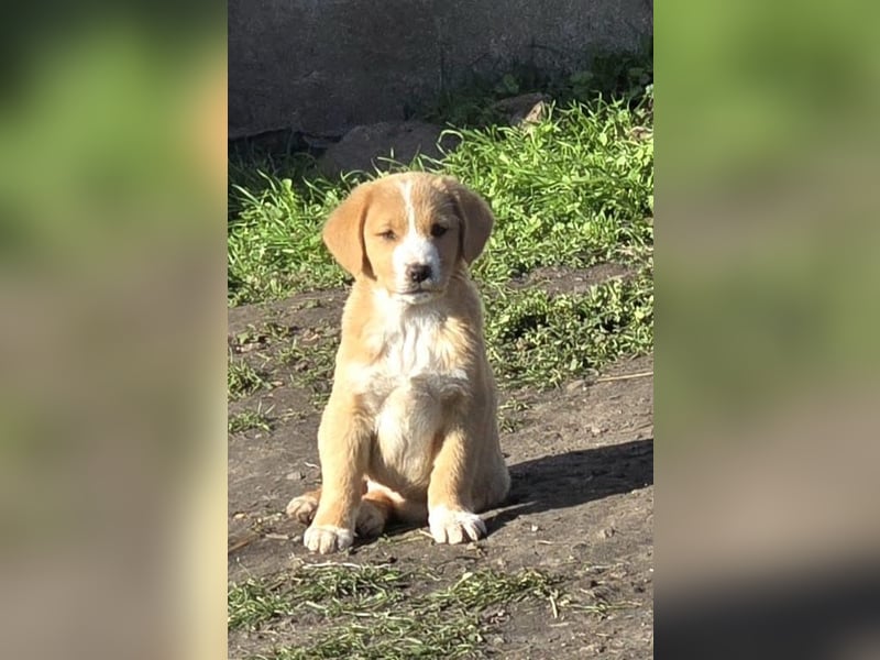 Runa- sucht ihr Zuhause für immer