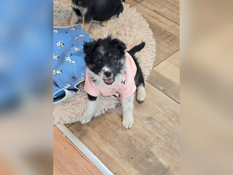 Frieda- sucht ihre Familie für immer!