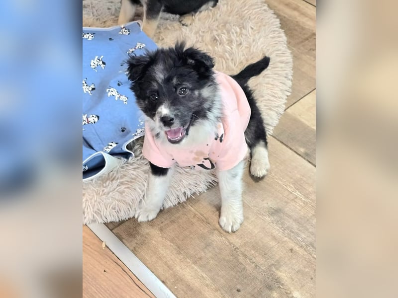 Frieda- sucht ihre Familie für immer!