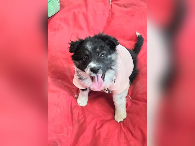 Frieda- sucht ihre Familie für immer!