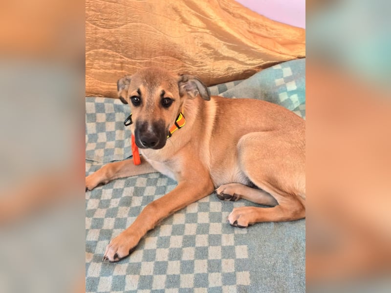 Cooper sucht sein Zuhause