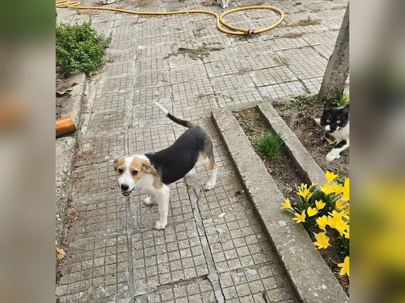 Dala- ist bereit ihr für immer zuhause zu finden