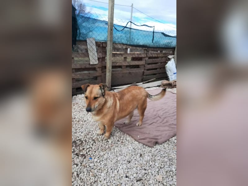 Anna- Sanfte Seele sucht ruhiges Zuhause!
