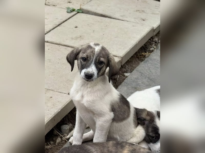 Luna- wartet auf ihr Ticket ins neue Leben. Luna- wartet auf ihr Ticket ins neue Leben.