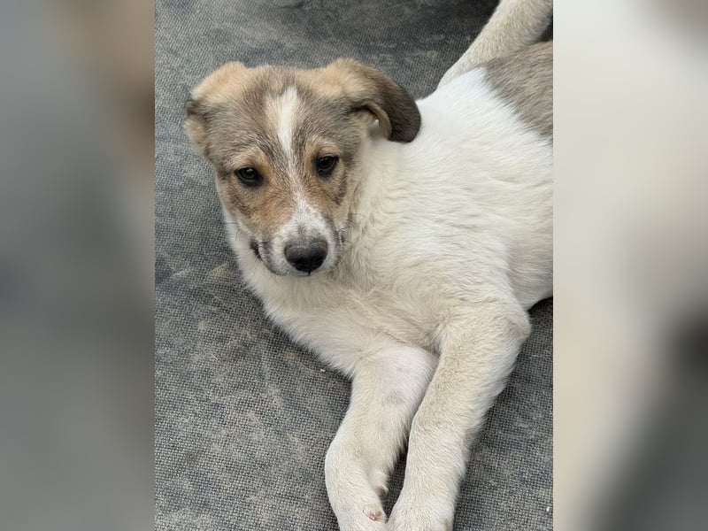 Cosmo- ist bereit seine Koffer zu packen