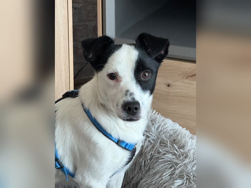 Max sucht sein Zuhause