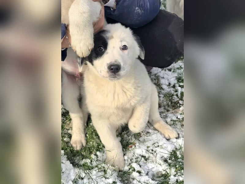 Yeti- wunderschöner Rüde sucht seine Familie für immer