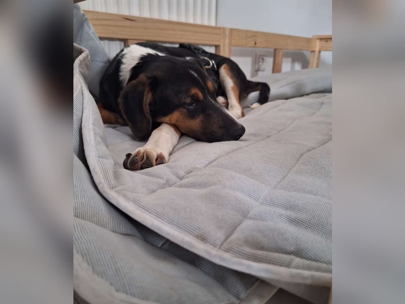Diva sucht ihr Zuhause