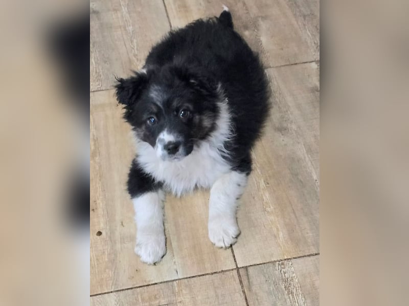 Frieda- sucht ihre Familie für immer!