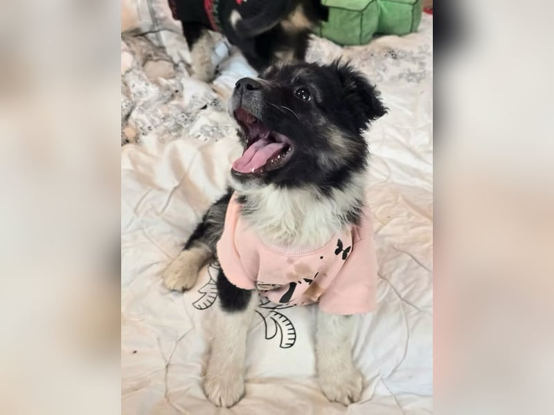 Frieda- sucht ihre Familie für immer!