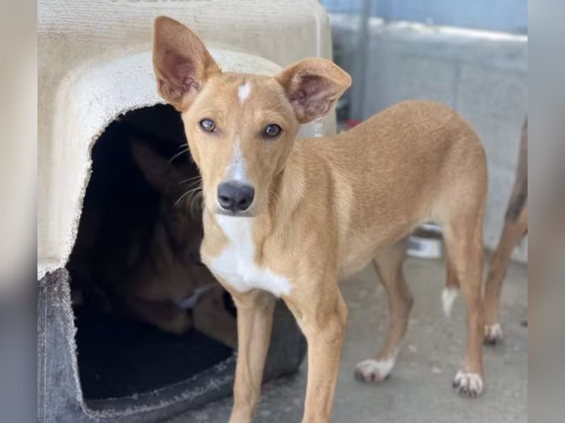 Mateo sucht sicheres und warmes Körbchen!