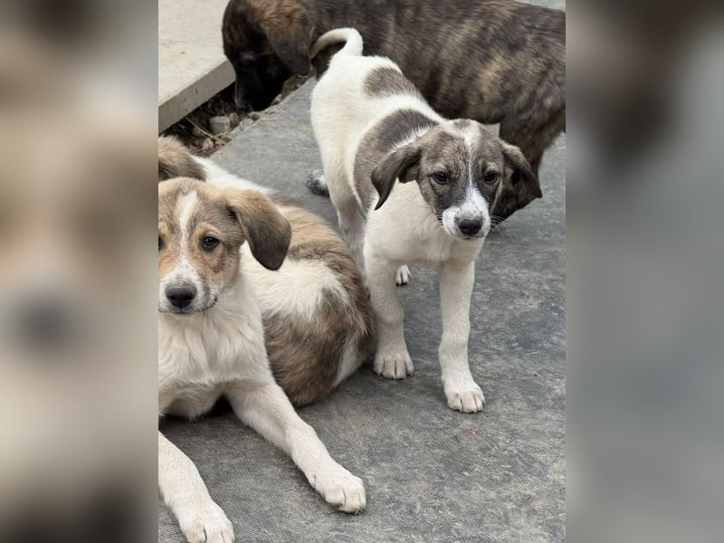 Luna- wartet auf ihr Ticket ins neue Leben. Luna- wartet auf ihr Ticket ins neue Leben.