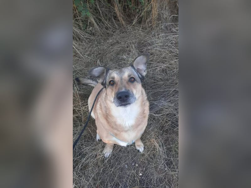 Anna- Sanfte Seele sucht ruhiges Zuhause!