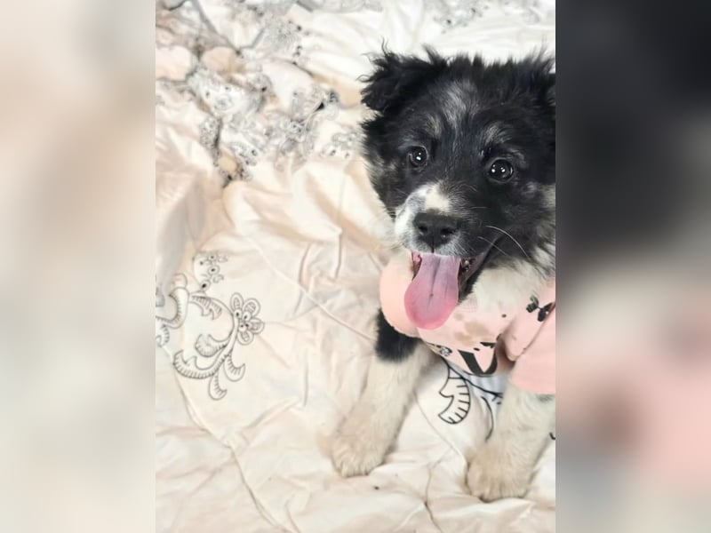 Frieda- sucht ihre Familie für immer!