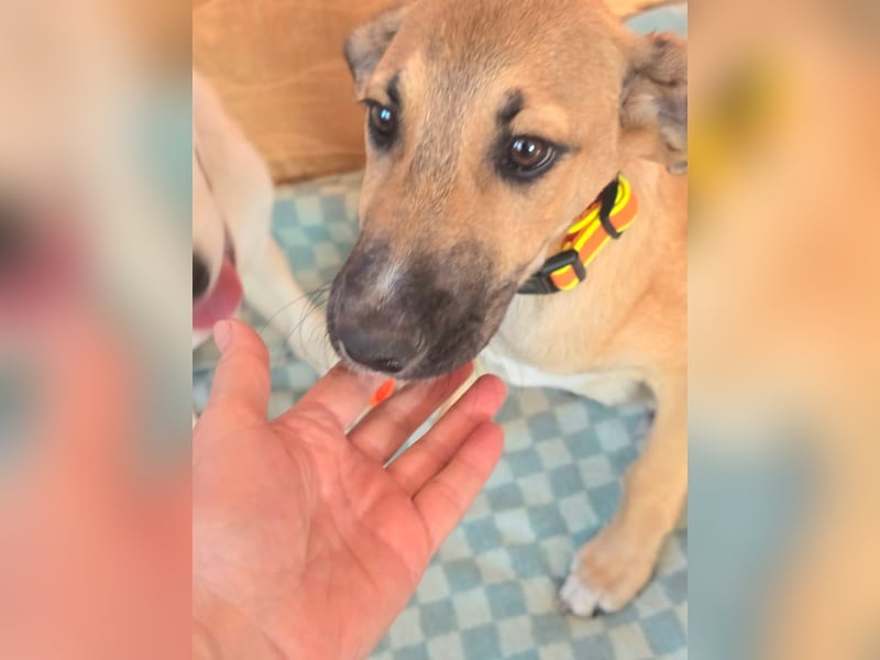 Cooper sucht sein Zuhause